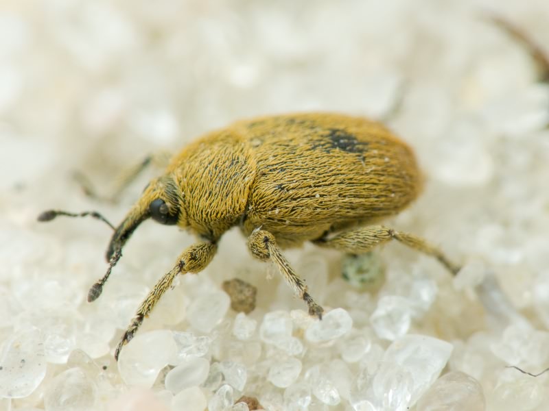 Rhinusa neta (Germar, 1821)